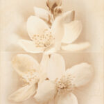 Cersanit Diana Decor Flower Dekor Falicsempe 50×40