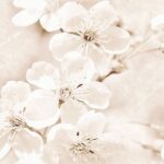 Cersanit Sofi Inserto Flower Dekor Falicsempe 25×40